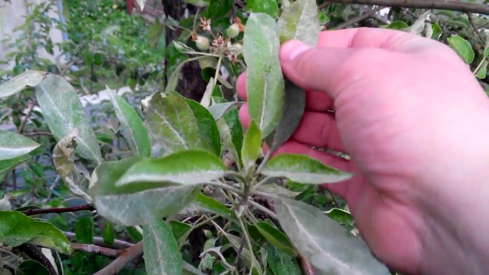 болезни яблонь фотографии признаки