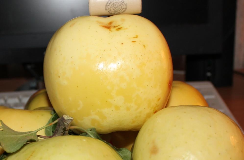 Сорта желтых яблок фото с названием
