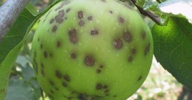 Лечение яблонь