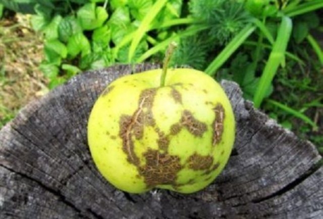 черные пятна на яблоках что это