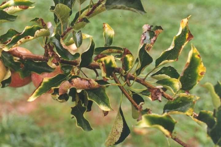 болезни яблонь и их лечение фото