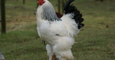 порода кур Брама