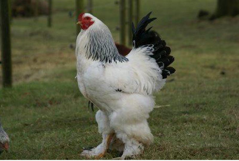 Породы кур : БРАМА – ПОРОДА КУР - торговая площадка АгроРубо