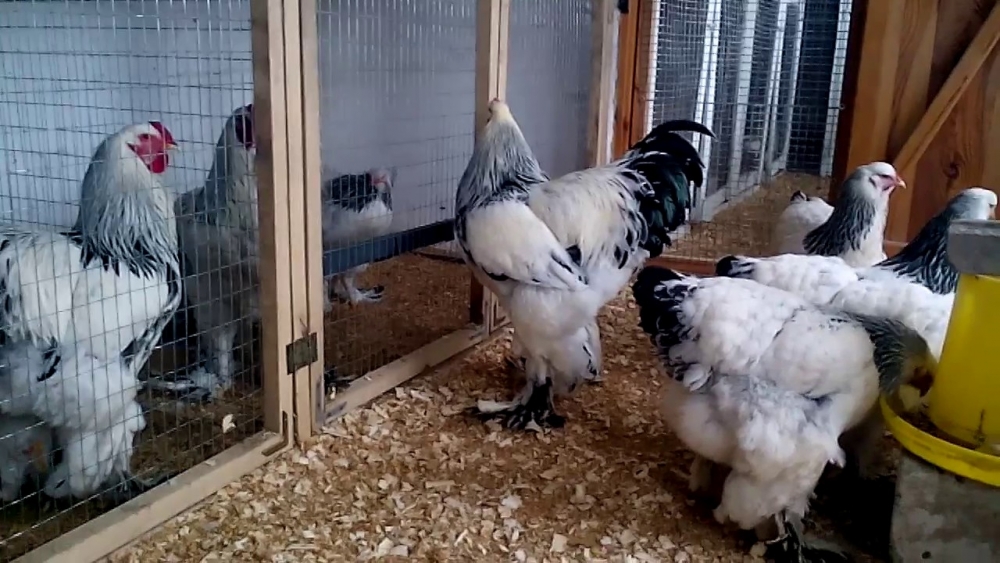 Куры брама: описание породы и её разновидности