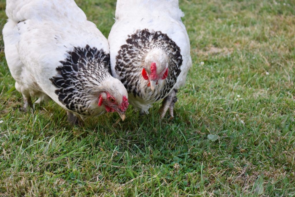 Брама светлая: описание породы кур, характеристика, фото