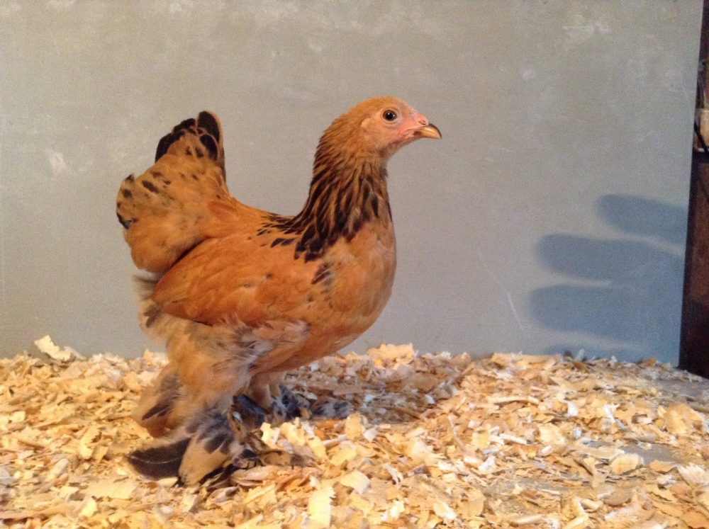 Карликовая брама | Fermer.Ru - Фермер.Ру - Главный фермерский портал ...