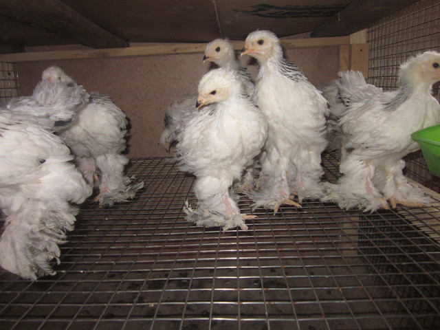 Куры Брама: фото и описание, отзывы владельцев