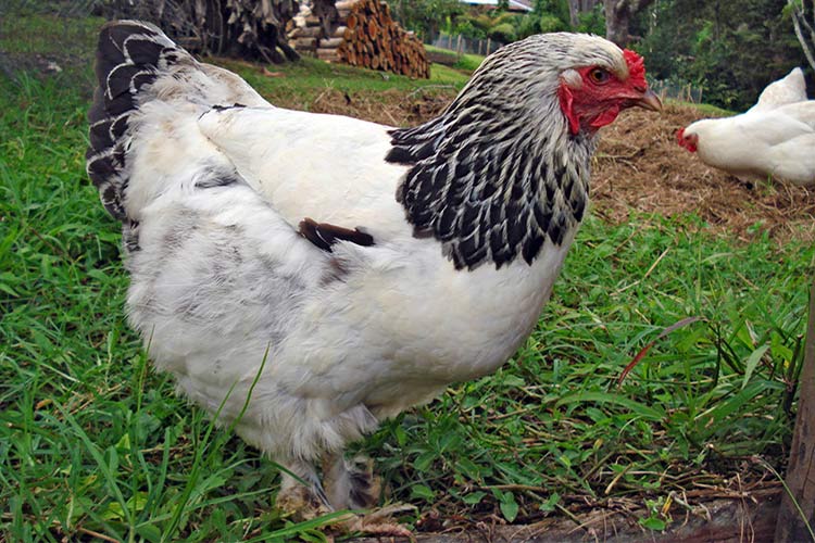 Брама (Brahma) — мясная порода кур - Good-Tips.Pro - Полезный журнал