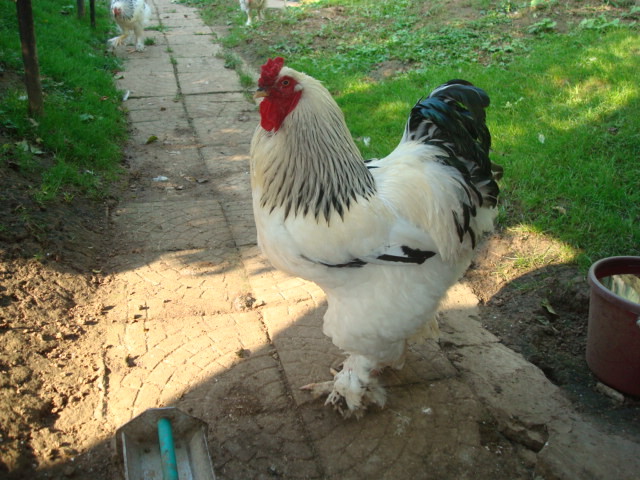 Куры брама - уход, фото, порода | Домашняя ферма