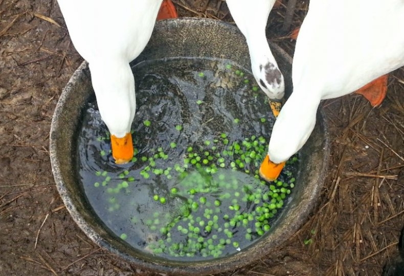 чем кормить гусей зимой в домашних условиях