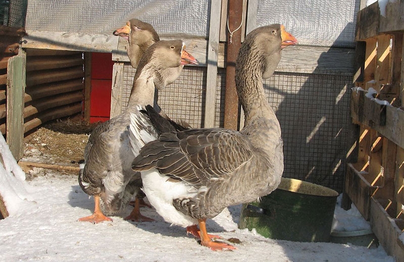 корм для гусей