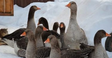 Содержание гусей зимой