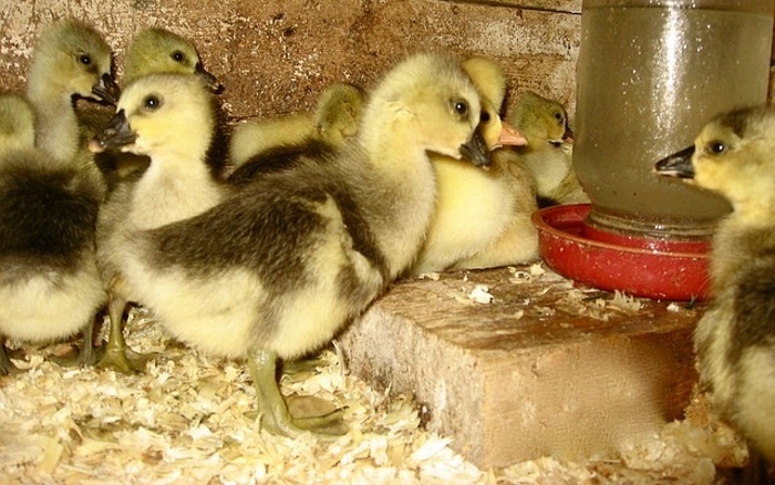 чем кормить гусей чтобы они набирали вес