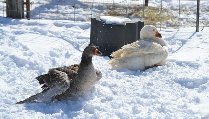 чем кормить гусей зимой в домашних условиях
