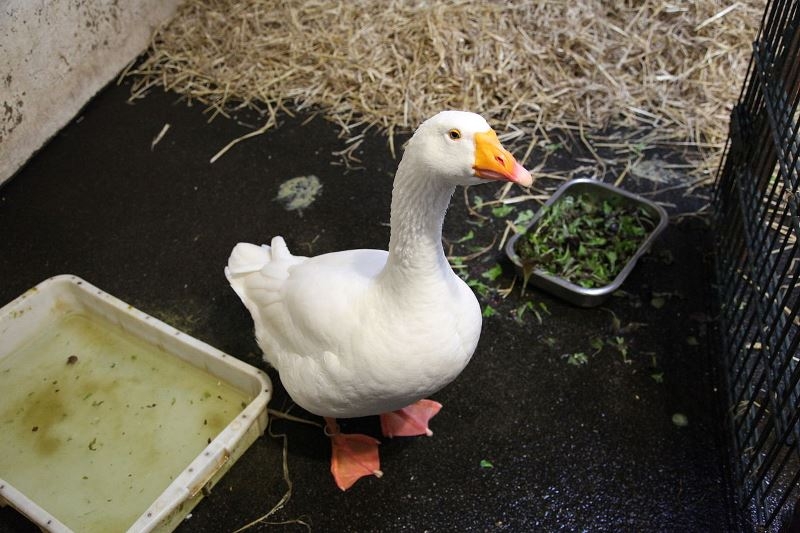 чем кормить гусей зимой в домашних условиях