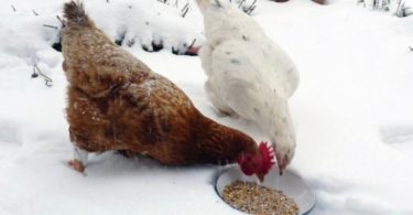 Кормить кур зимой