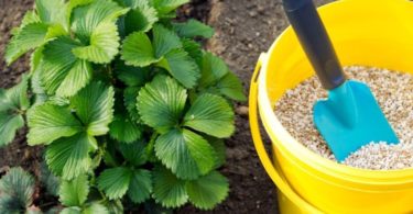 удобрять клубнику осенью при посадке