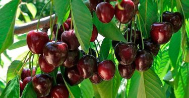 черешни Валерий Чкалов