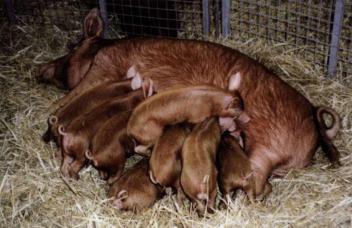 Дюрок — порода свиней | Мир фермера