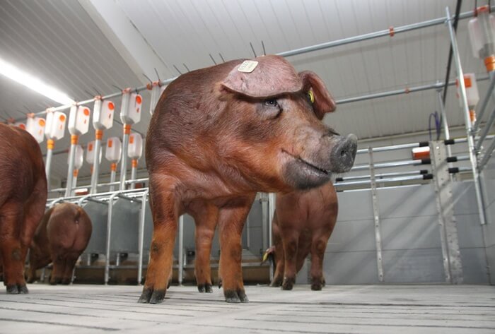 Порода свиней Дюрок: описание и харакетристики