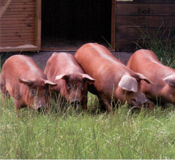 дюрок порода свиней характеристика фото