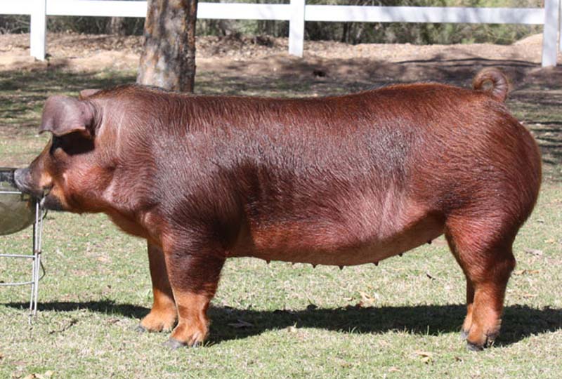 Свиньи Дюрок, разведение поросят и их содержание, характеристика