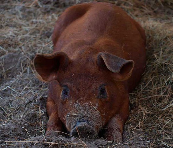 поросята породы дюрок