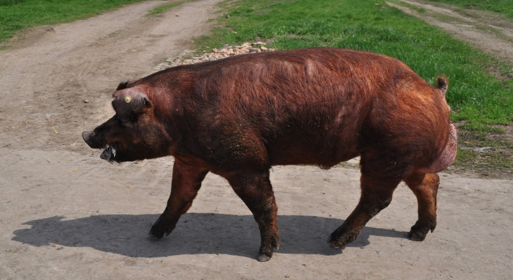 Свиньи породы дюрок: характеристика, описание с фото и отзывами . 