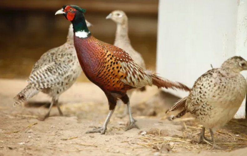 разведение фазанов в домашних условиях подробно