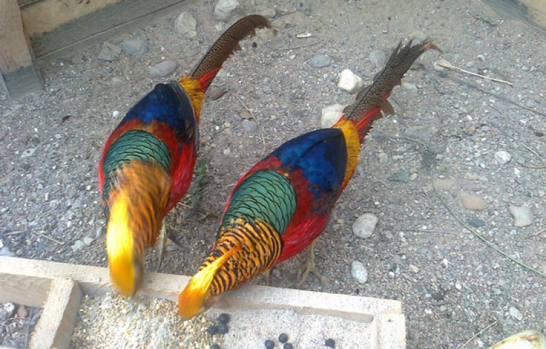 содержание фазанов зимой