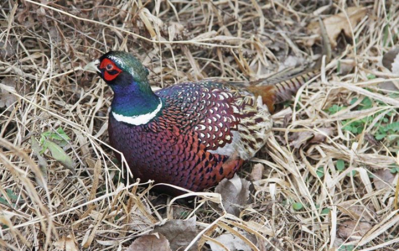 фазаны разведение и содержание в домашних условиях
