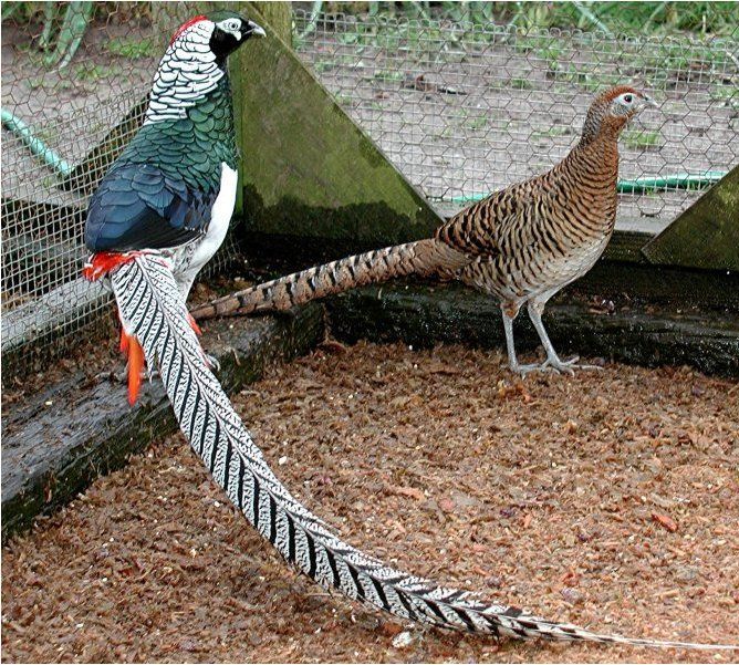 разведение фазанов в домашних условиях подробно