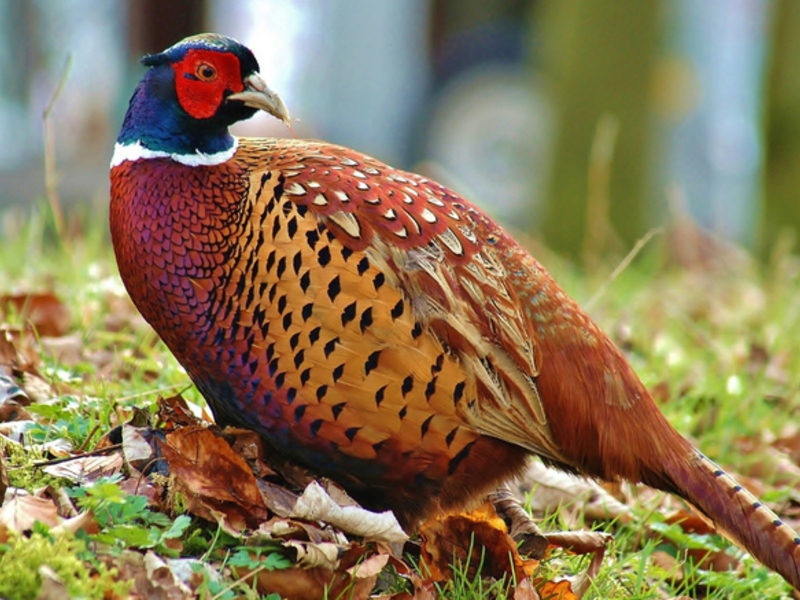 чем кормить фазанов в домашних условиях