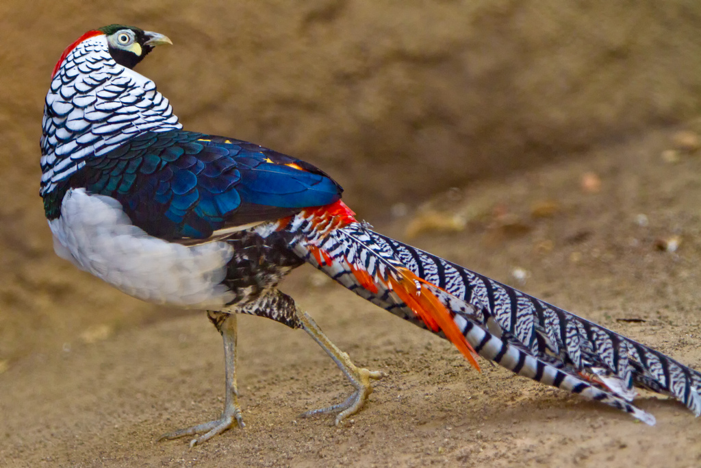 разведение фазанов в домашних условиях подробно