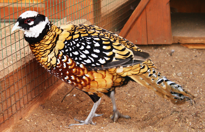 содержание фазанов зимой