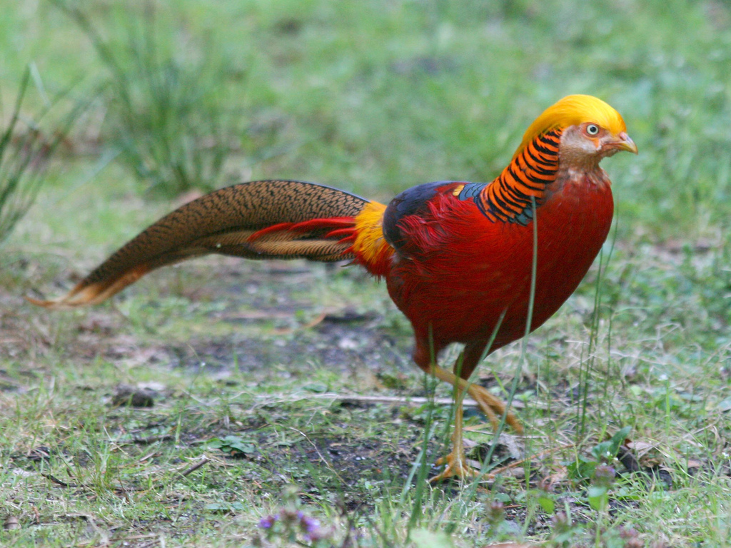 содержание фазанов зимой