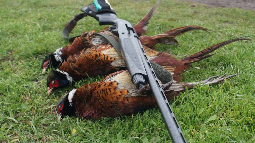 фазаны разведение и содержание в домашних условиях