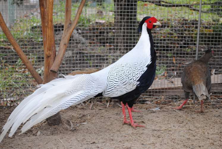 разведение фазанов в домашних условиях подробно