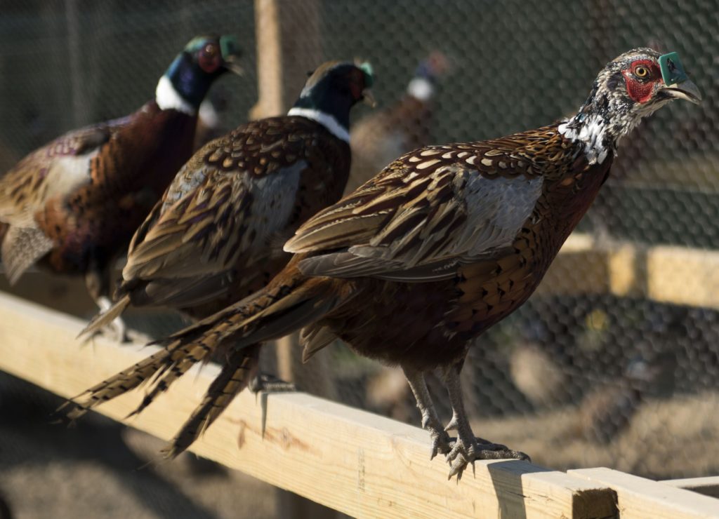 фазаны разведение и содержание в домашних условиях