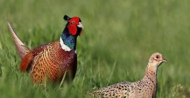 содержание фазанов в домашних условиях