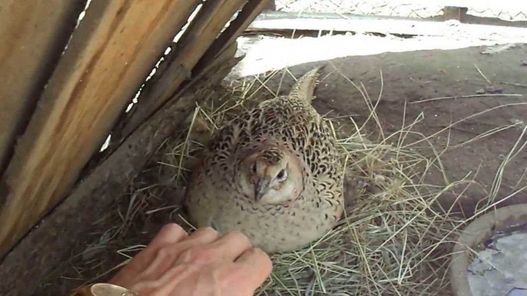 выращивание фазанов