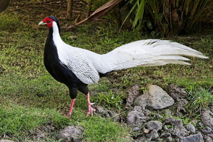 разведение фазанов в домашних условиях подробно
