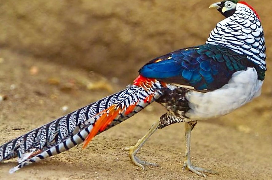 фазаны разведение и содержание в домашних условиях