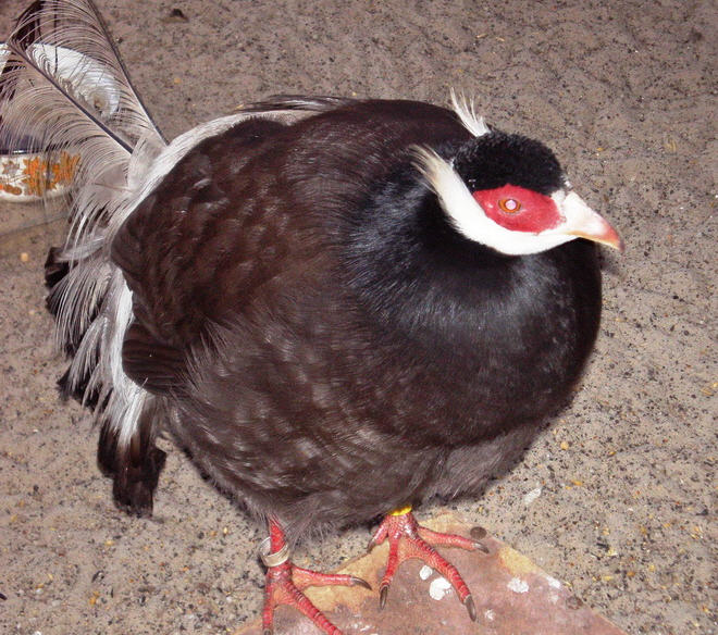 чем кормить фазанов в домашних условиях