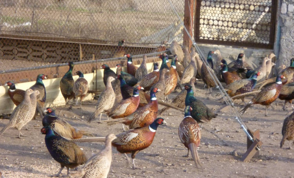 чем кормить фазанов в домашних условиях