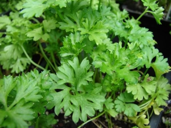 оборудование для гидропоники зелень