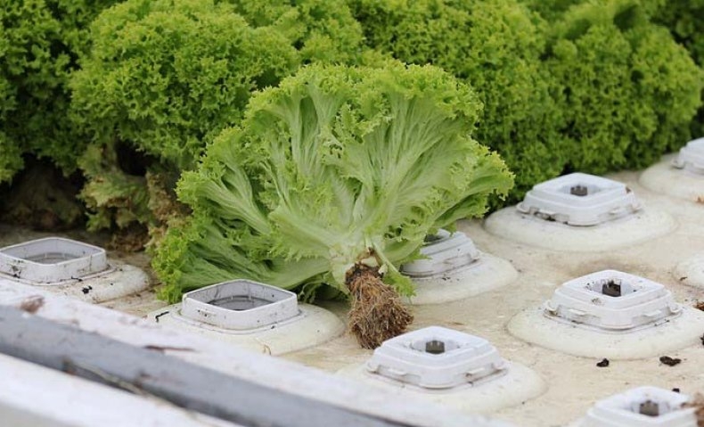 гидропоника в домашних условиях зелень