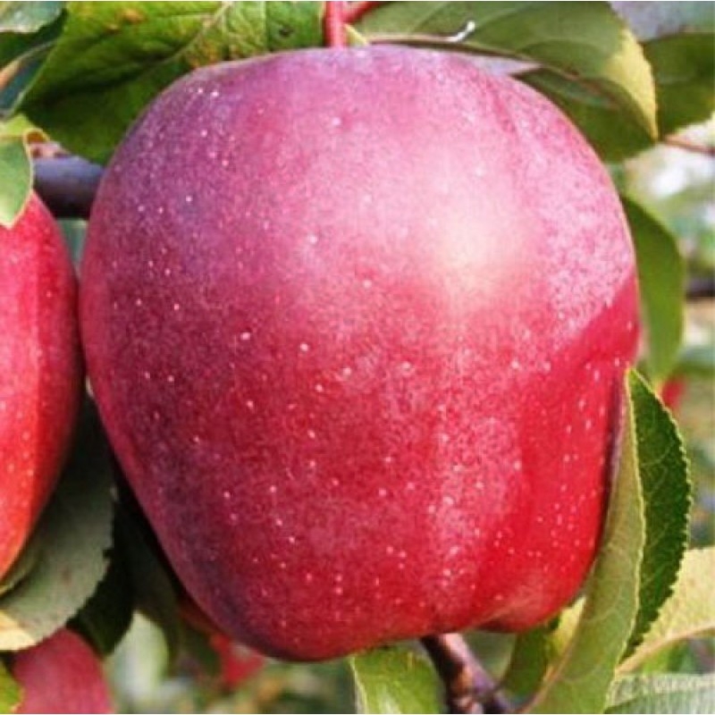 Яблоня сорта малинка описание фото