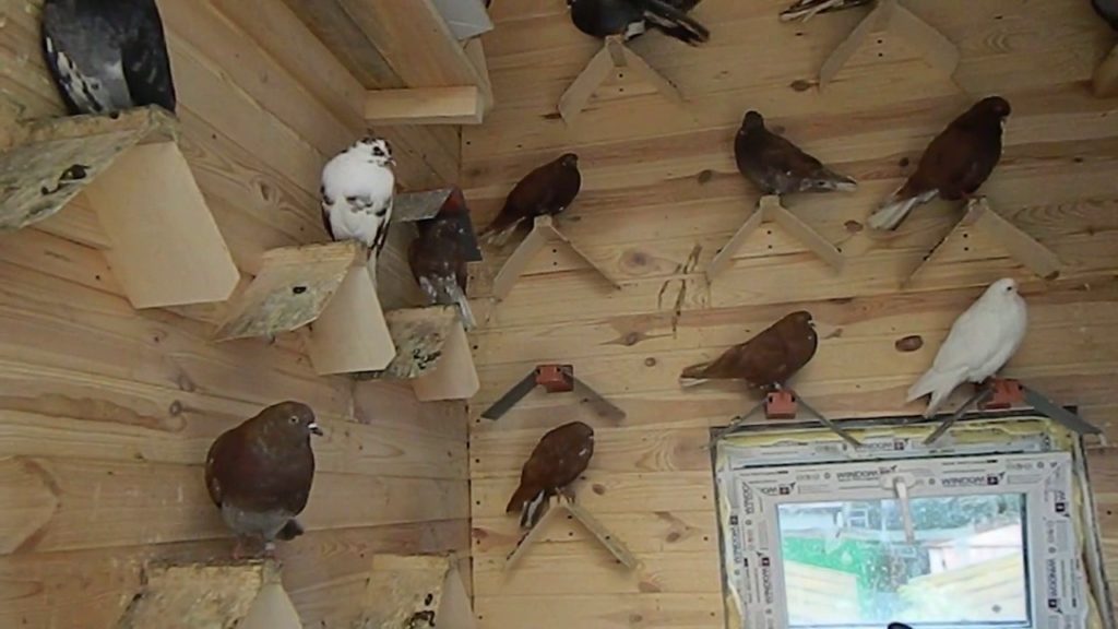 сделать голубятню