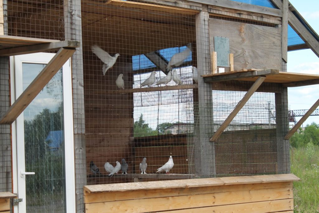 построить голубятню своими руками